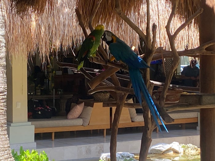 Lucy in Iberostar Quetzal Lobby