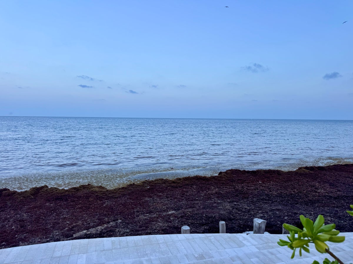 Margaritaville Island Reserve Riviera Maya Seaweed
