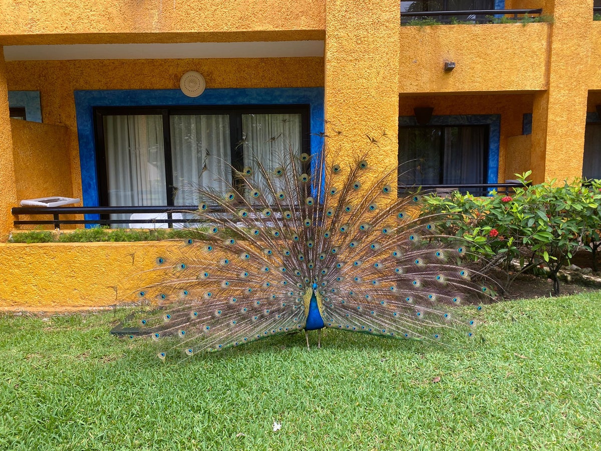 Peacock friend at Iberostar Waves Quetzal