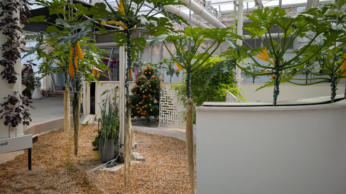 Plants without soil in the Creative Greenhouse EPCOT The Land Behind the Seeds Tour