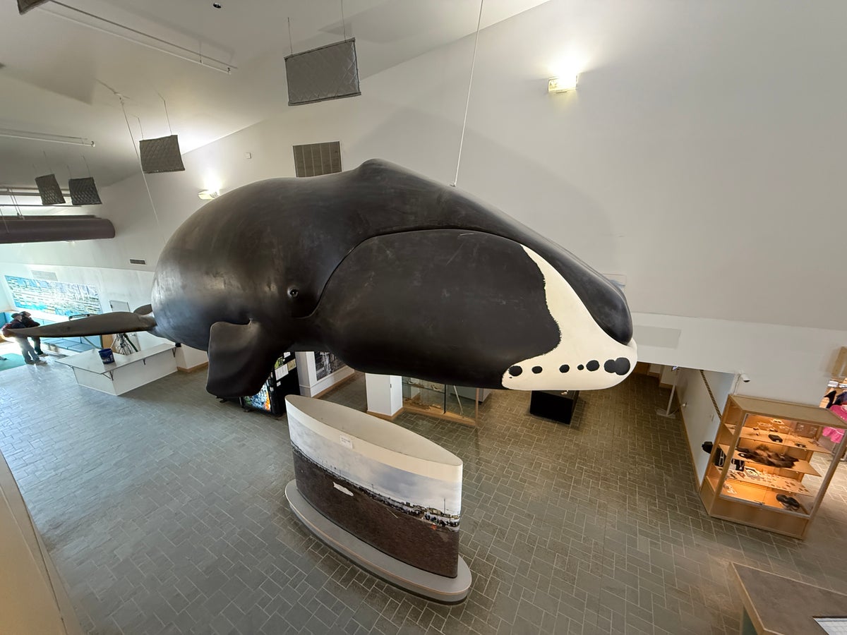 Barrow Museum Whale