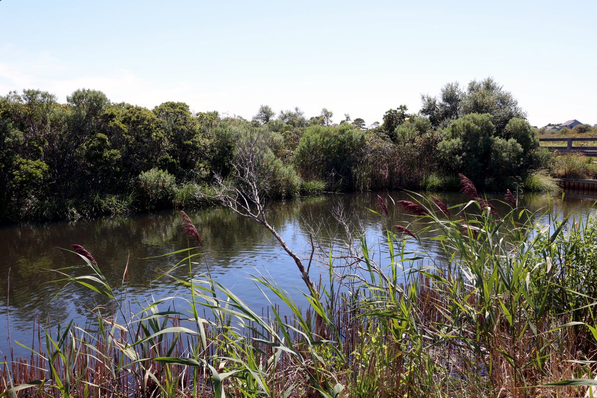 Nantucket wetlands