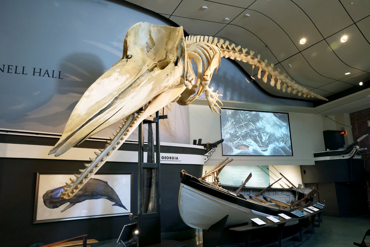 Nantucket whaling museum baby whale
