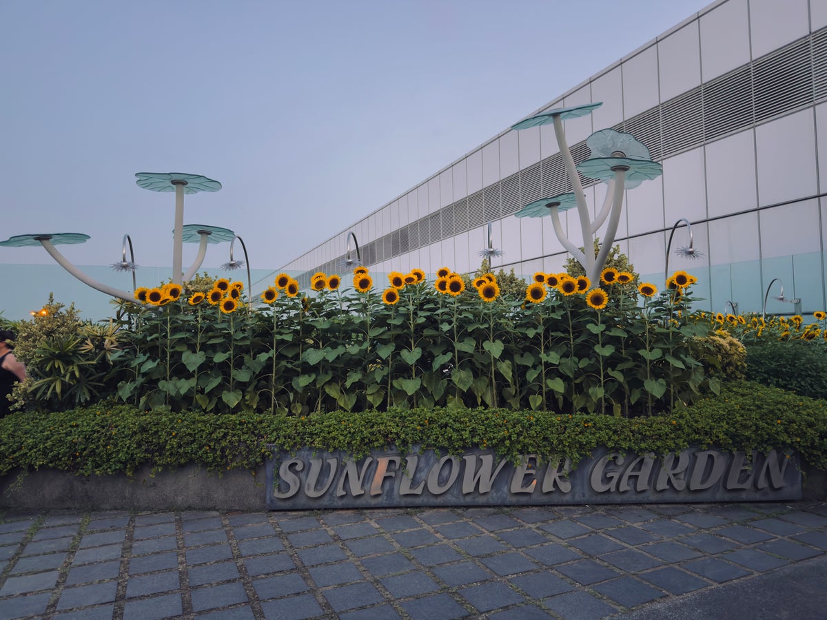 Singapore Changi Airport Sunflower Garden