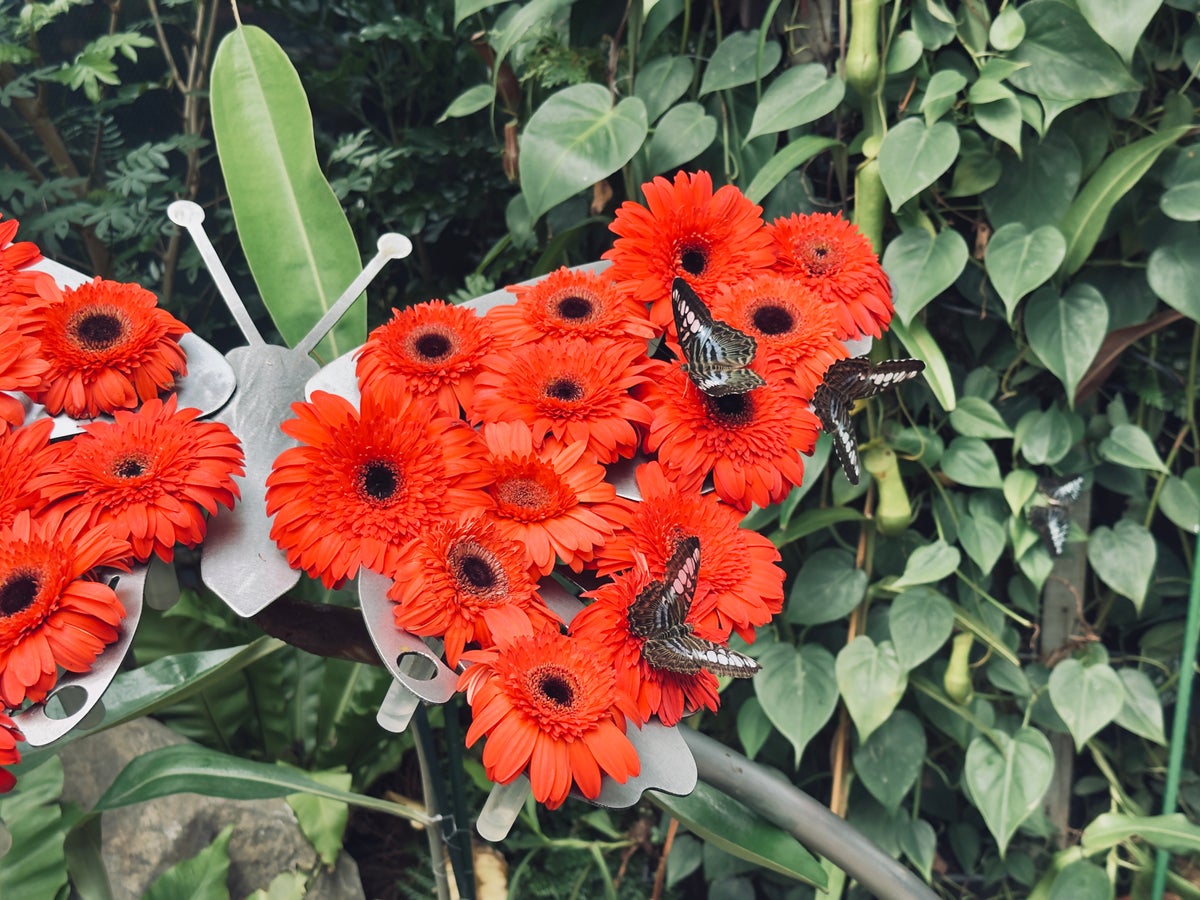 Singapore Changi Airport butterflies
