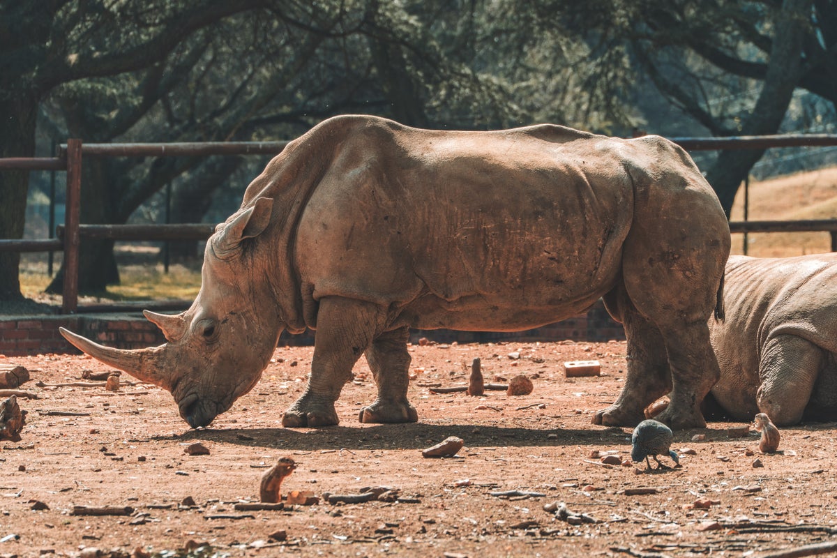 Johannesburg, South Africa zoo rhino