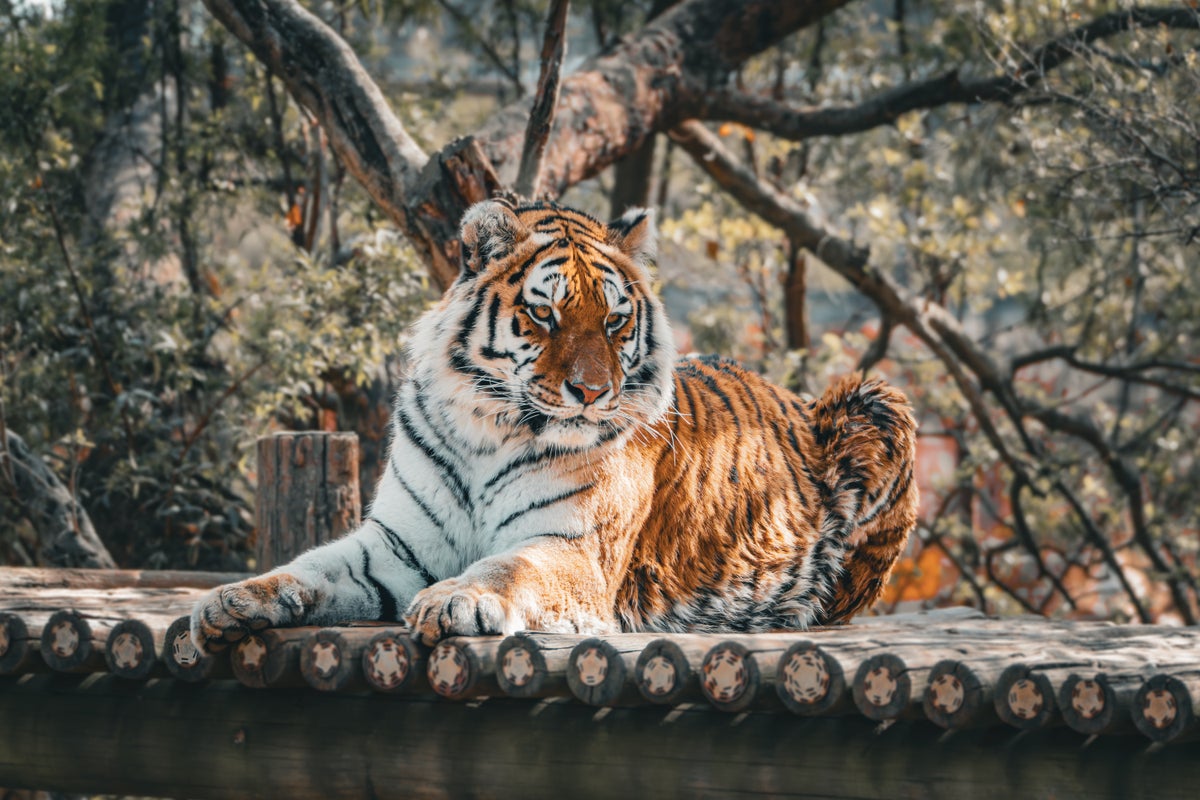 Johannesburg, South Africa zoo tiger