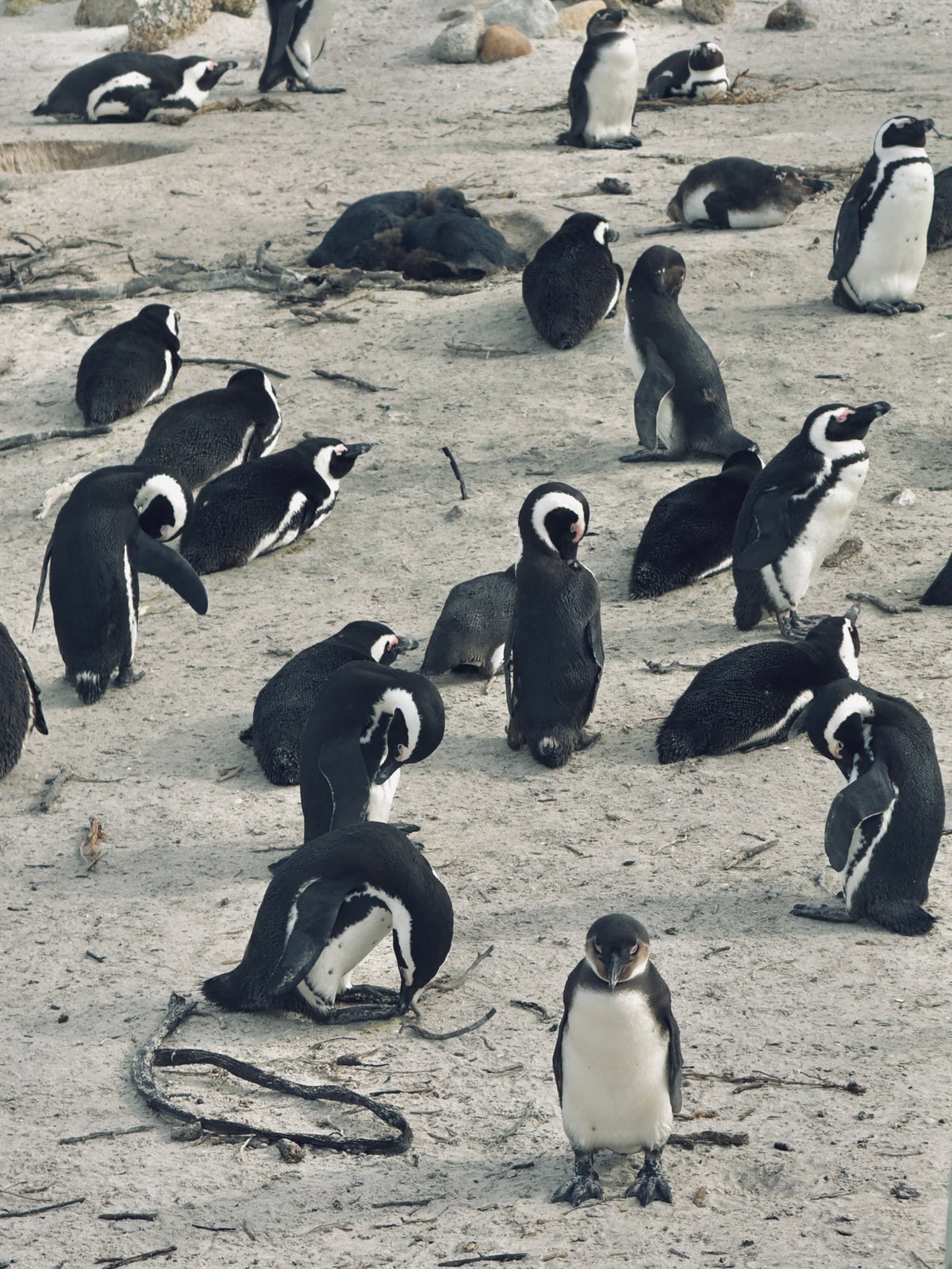 Cape Town Boulder Beach penguins Cape Town Boulder Beach penguins