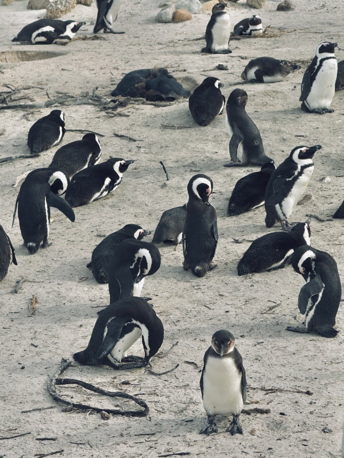 Cape Town Boulder Beach penguins