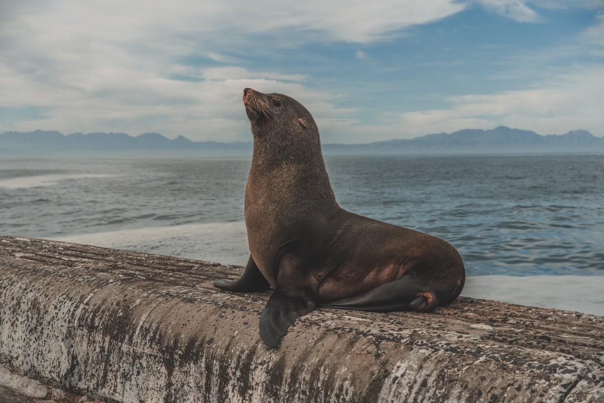 Cape Town South Africa Kalk Bay seals Cape Town South Africa Kalk Bay seals