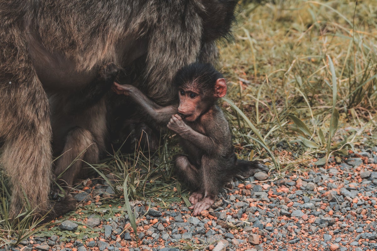 Cape Town South Africa baboon Cape Town South Africa baboon