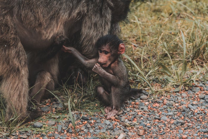 Cape Town South Africa baboon
