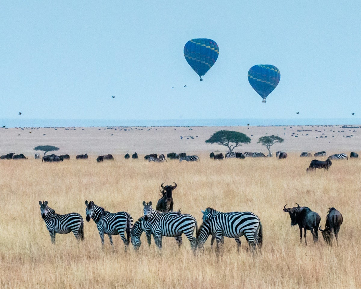 Maasai Mara Kenya Zebras
