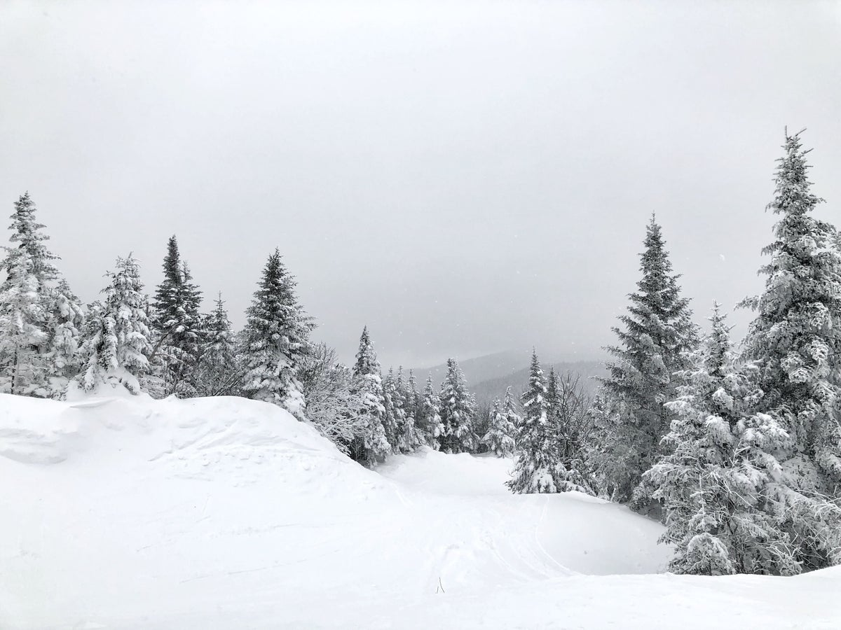 Vermont snowy evergreen tress Vermont snowy evergreen tress