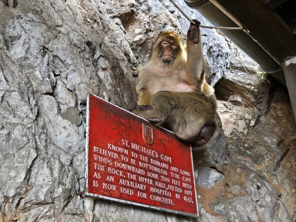 Gibraltar Monkey Gibraltar Monkey