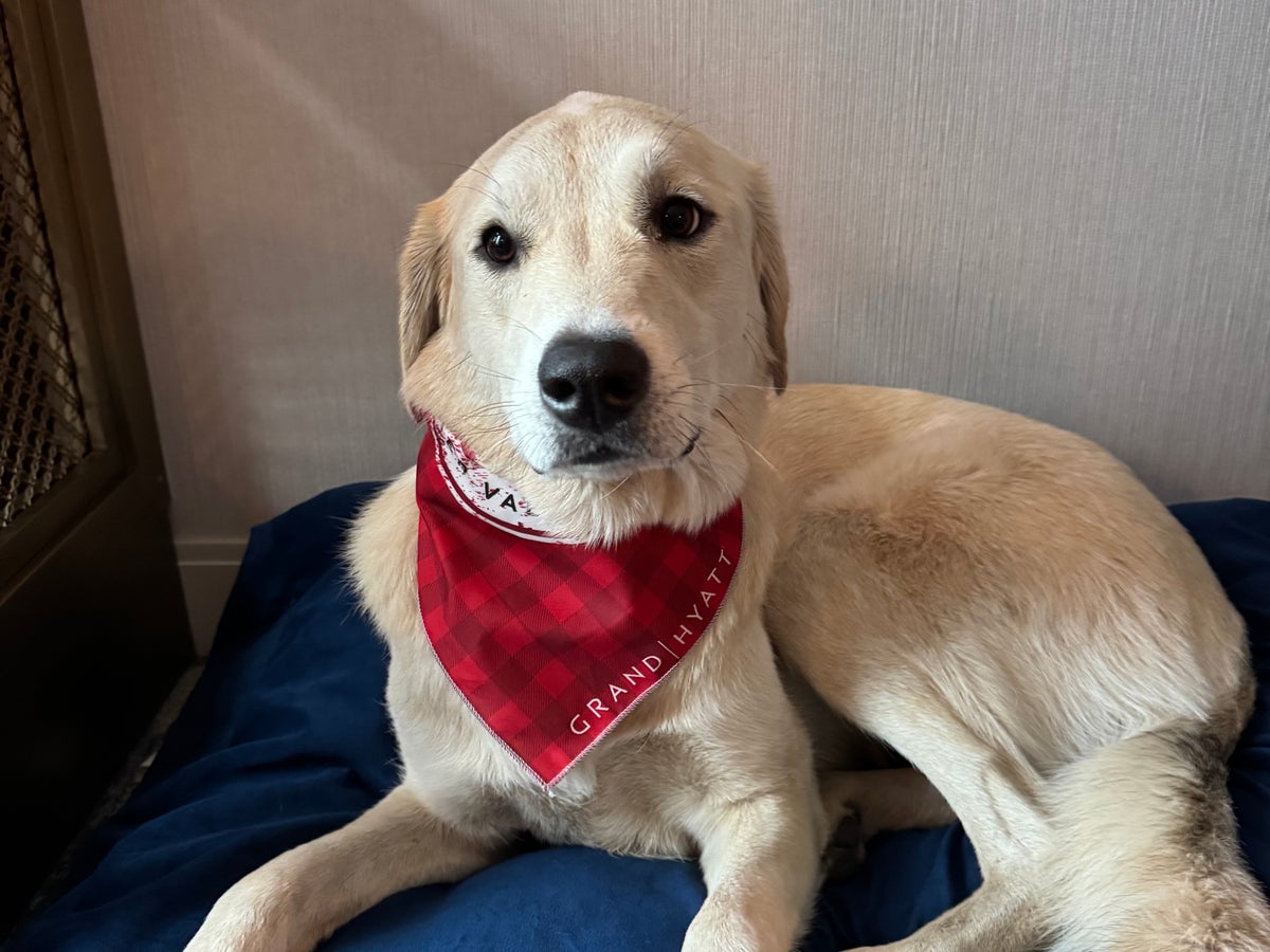 Pet Friendly Hotel Dog