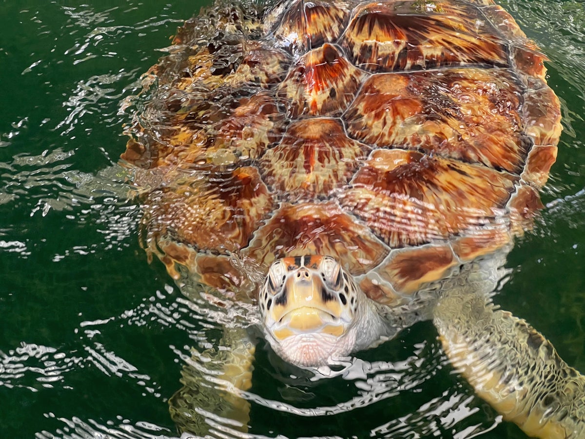 Turtle at JW Marriott Phuket