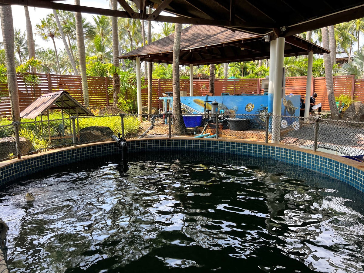 Turtle rescue at JW Marriott Phuket