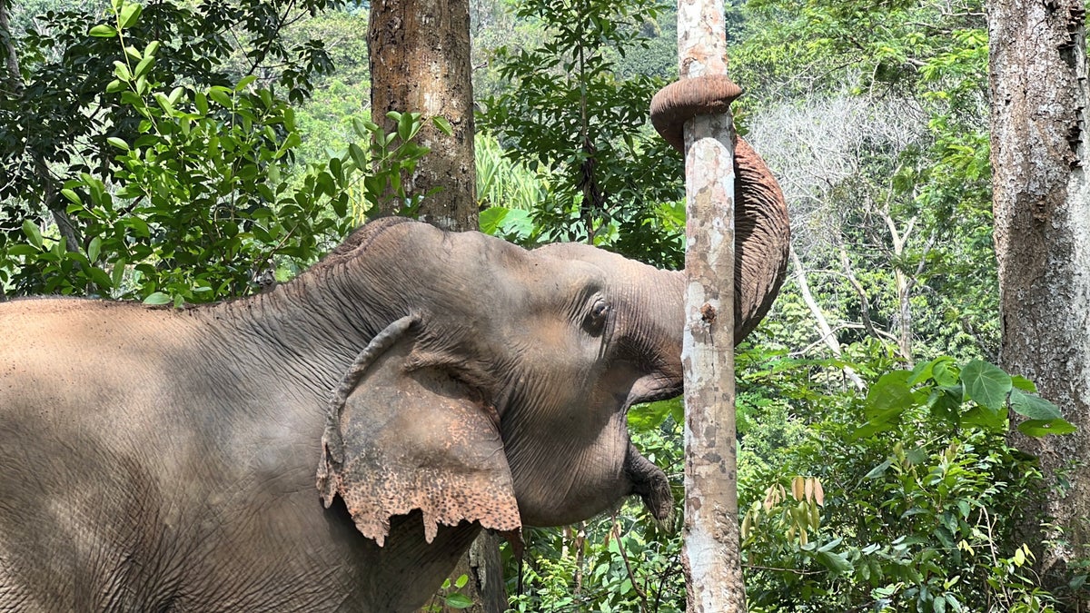 elephant at Phuket Elephant Sanctuary