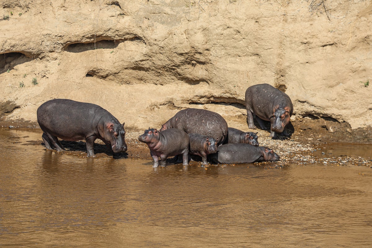hippos mara