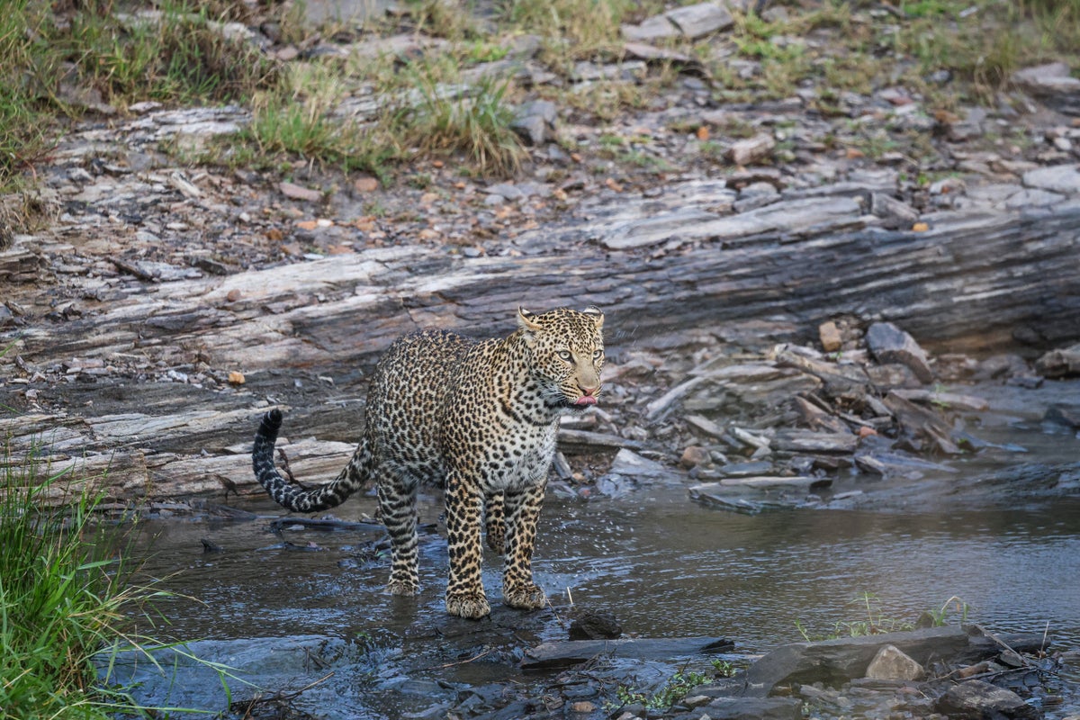 leopard mara