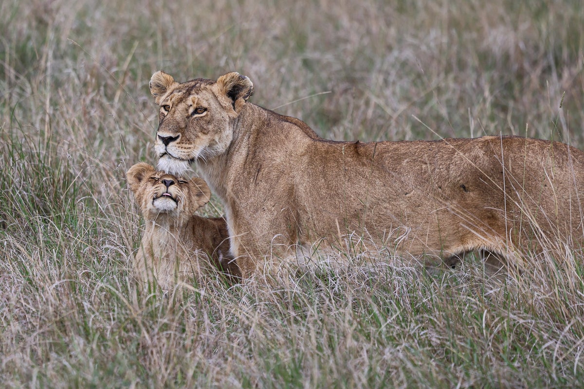 lion and cub