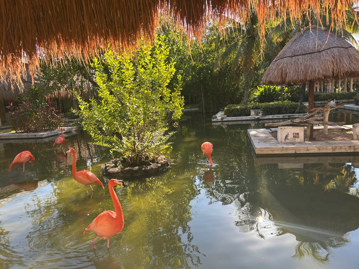 Flamingos at the Iberostar Waves Paraiso Beach