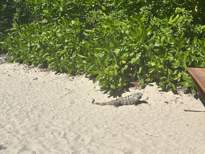 Iberostar Waves Paraiso Beach lizard Iberostar Waves Paraiso Beach lizard