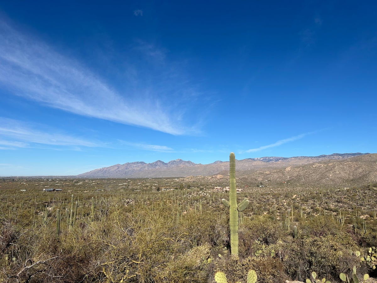 Cactus in Tucson Arizona