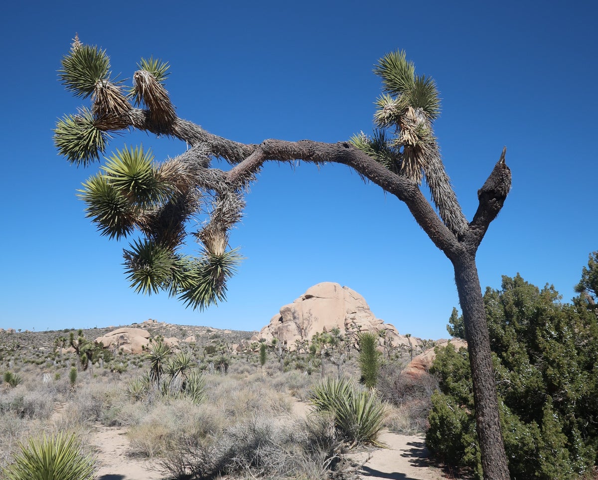 Joshua Tree path