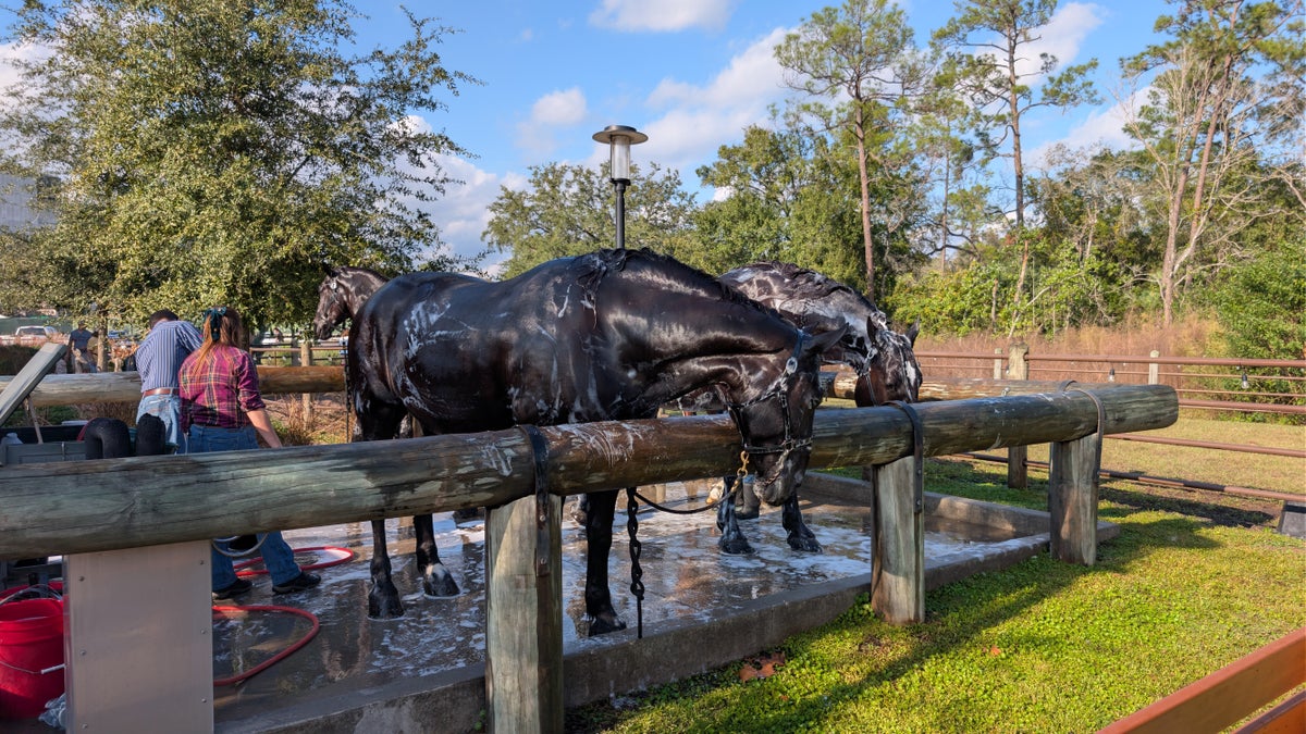 Tri Circle D horse bathing