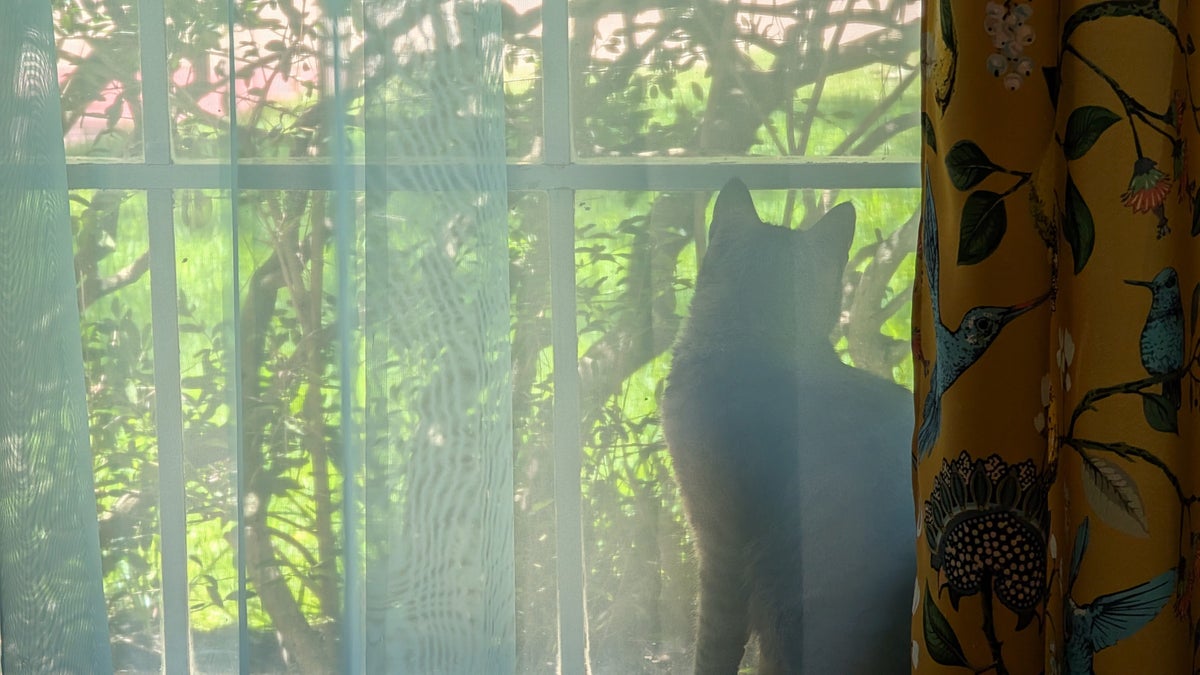 cat in window at home