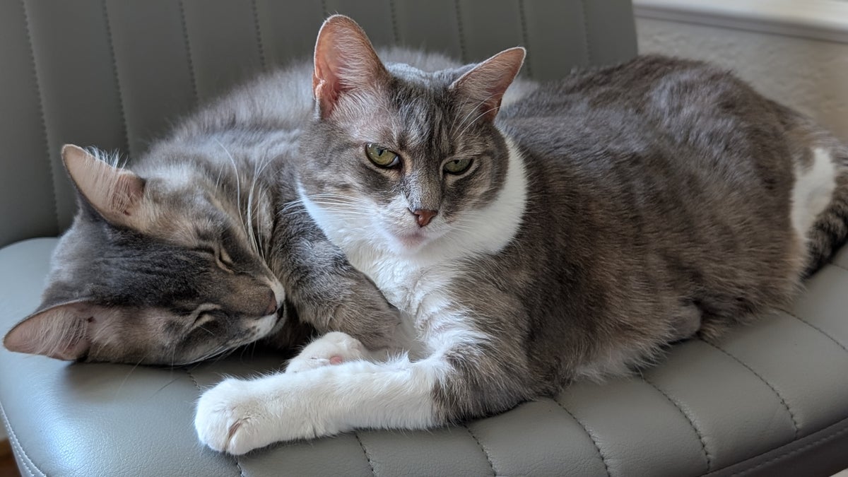 office cats lounging