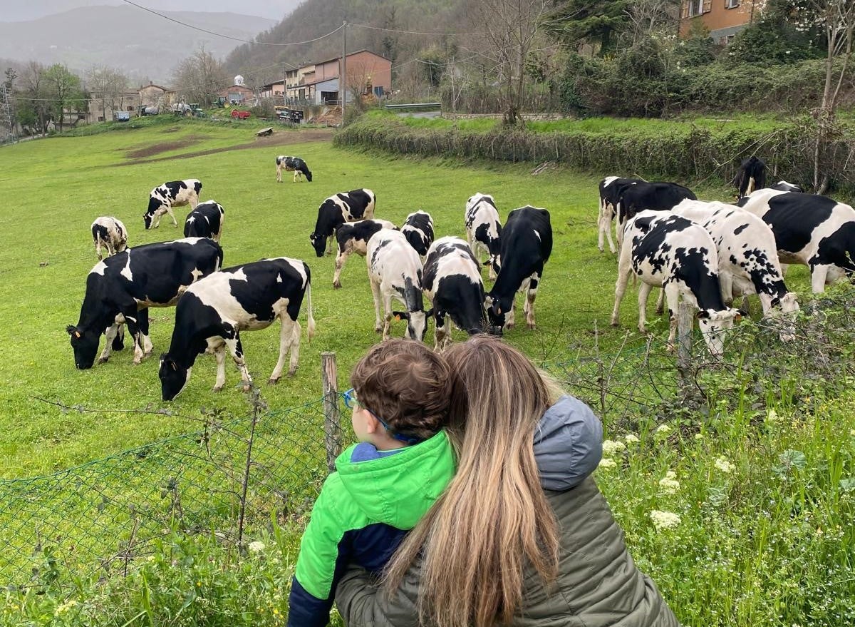 Cows Italy agriturismo