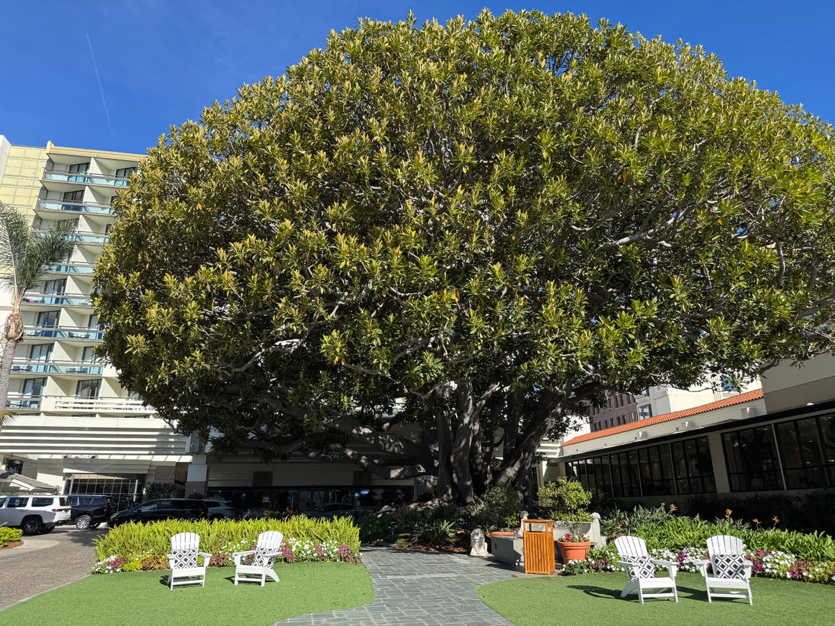 Fairmont Miramar fig tree