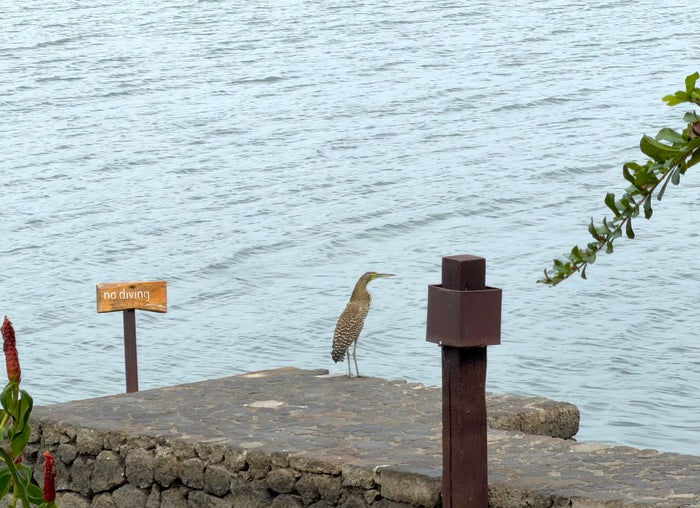 Jicaro Island bird at the lake