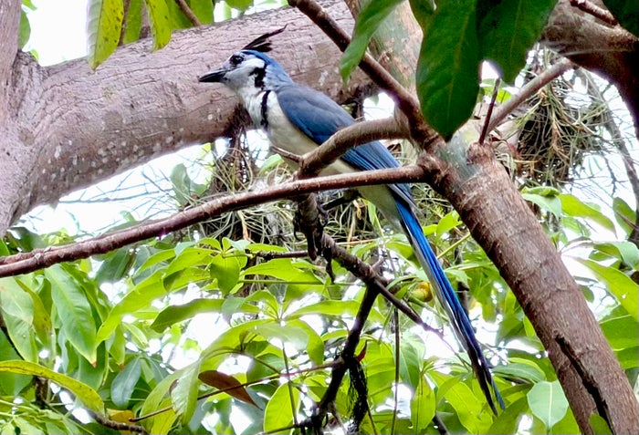Jicaro Island blue bird