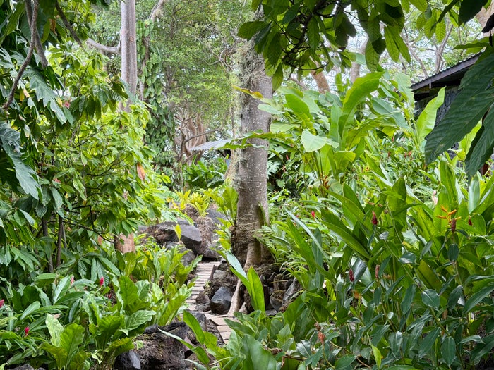 Jicaro Island jungle setting