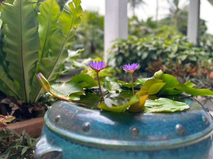 Anantara Riverside Resort Bangkok flower