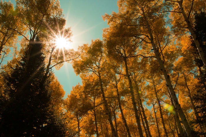 Golden aspens in Flagstaff Arizona Golden aspens in Flagstaff Arizona
