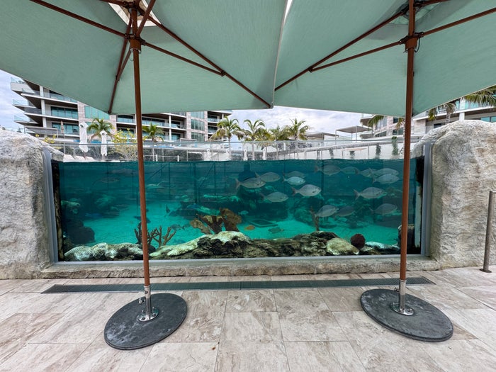 St. Regis Longboat Key lagoon fish