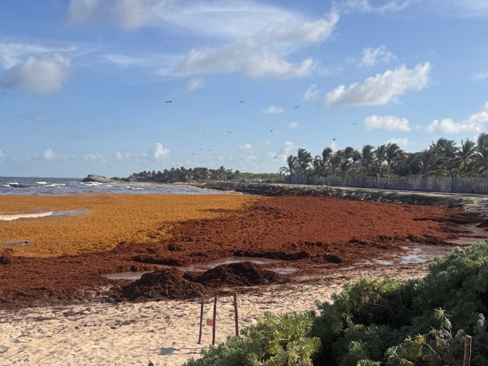 Tulum Sargassum August 2026 Tulum Sargassum August 2026
